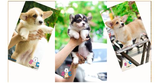 Hướng dẫn cách tắm chó corgi và chế độ ăn cho giống này