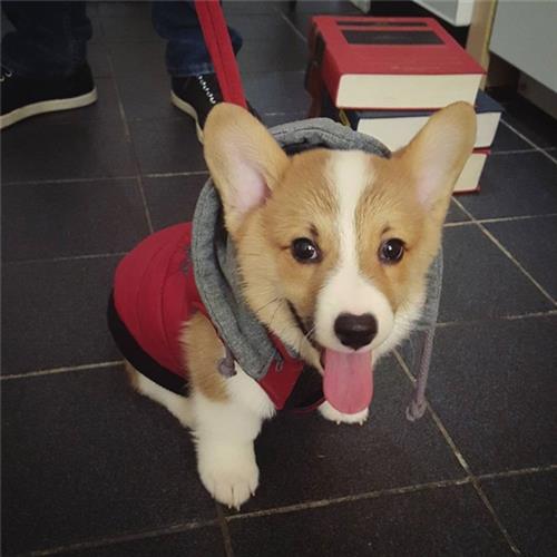Hướng dẫn chi tiết cách nuôi chó Corgi lớn khỏe