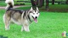 Kiến thức bắt buộc phải có khi nuôi chó Alaska