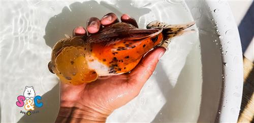 Kiến thức: Thiết kế bể cá Ranchu và chu trình bể trống