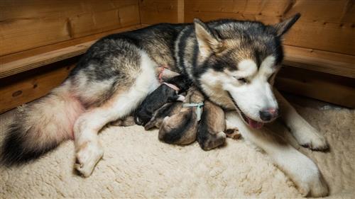 Kinh Nghiệm Chăm Sóc Chó Alaska Đẻ