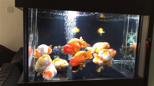 Kinh nghiệm nuôi cá ranchu khủng