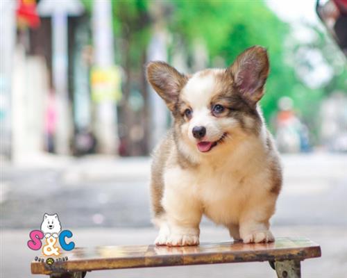 Kinh nghiệm phối chó corgi hiệu quả