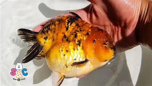 Kỹ thuật chăm sóc cá ranchu đẻ đúng cách