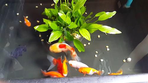 Kỹ thuật chăm sóc để cá Ranchu sinh sản tự nhiên