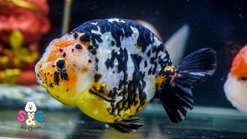 Làm gì khi cá ranchu bị nấm trắng ?