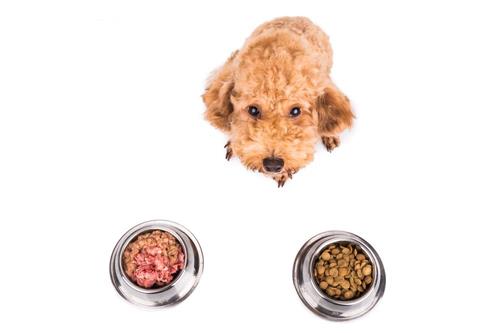 Làm gì khi chó Poodle biếng ăn? Nguyên nhân chó Poodle biếng ăn
