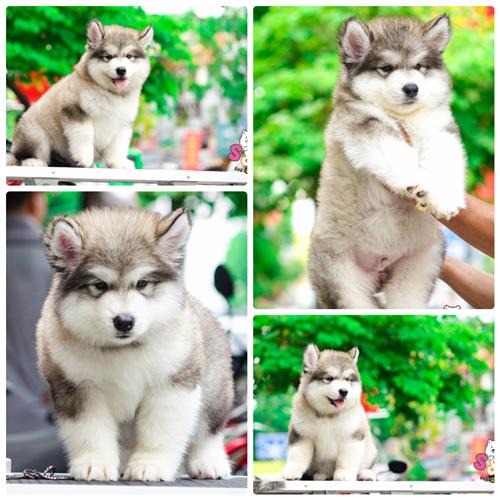 Làm thế nào để lựa chọn chính xác bác sĩ thú y cho chú chó alaska nhà bạn?