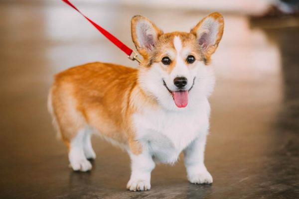 5 Dấu hiệu chứng minh bạn đang mua chó corgi ở nơi uy tín