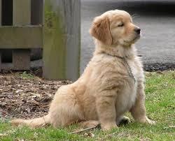 5 Lý do để bạn nuôi chó Golden Retriever ngay và luôn