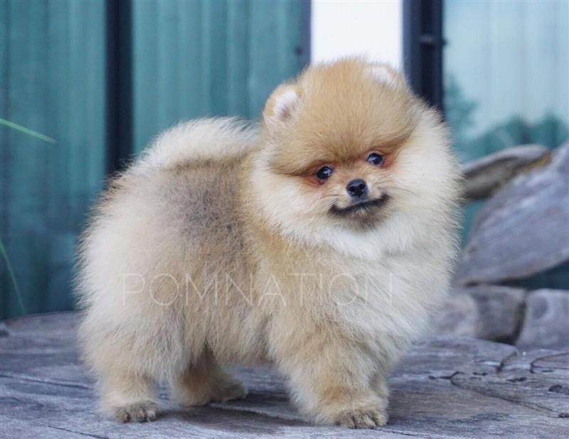 6 bước để kiểm soát sự phấn khích của chú chó Alaska, chó Phốc Sóc và nhiều giống chó khác