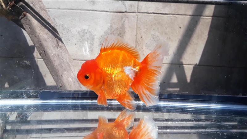 Bán Cá Oranda Thái Lan Cute Body
