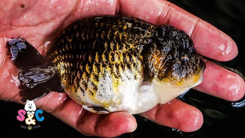 Bán cá Ranchu Thái, cá Ranchu Trung Quốc phải thật bản lĩnh mới thành công