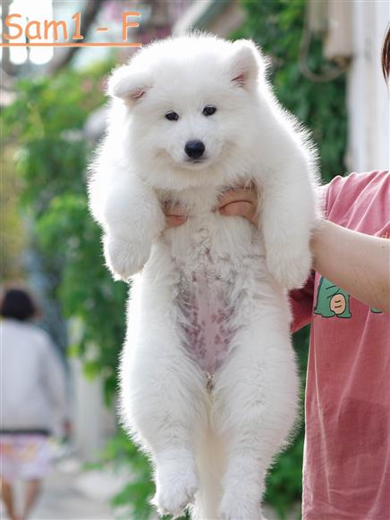 Bán Chó Samoyed Thuần Chủng Số 2 - HCM - Toàn Quốc