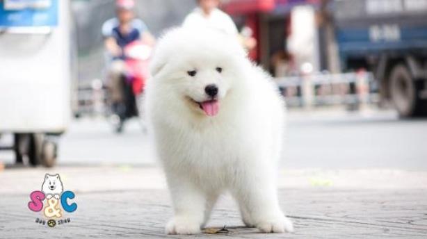 Bật mí chó samoyed ưu điểm và nhược điểm