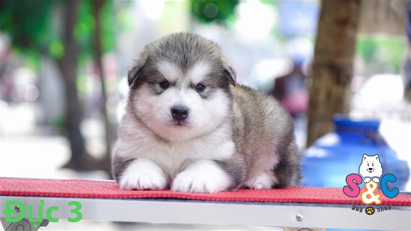 Bật mí những phương pháp giữ chú chó Alaska ở trong nhà