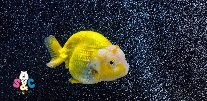 Bể cá Ranchu - những lợi ích đối với cuộc sống