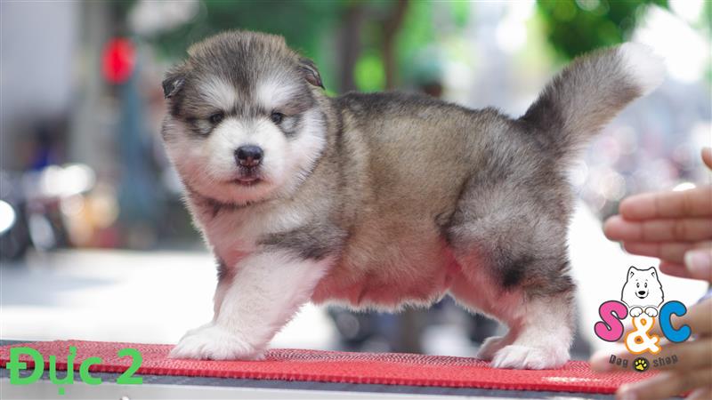 Cách nắm bắt tâm lý chó Phốc Sóc và chó Alaska - Quy luật 3