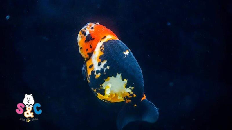 Cá ranchu bỏ ăn, lười ăn : nguyên nhân và giải pháp