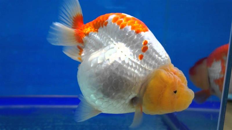Cá ranchu - Loài cá xinh đẹp và duyên dáng nhất trong các loài cá cảnh