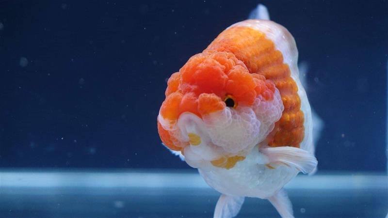 Cá ranchu Thái là gì? Đặc điểm nhận biết của cá ranchu Thái