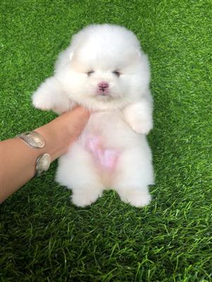 Các Bệnh Thường Gặp Ở Chó Phốc Sóc