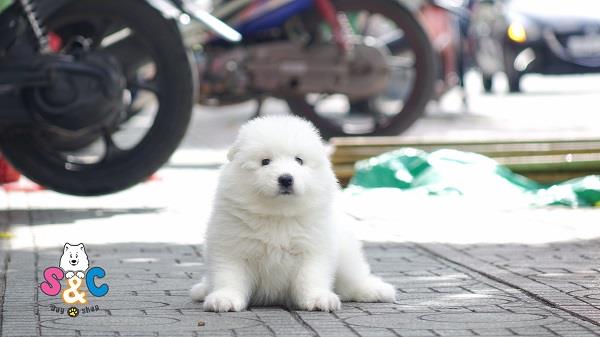 Các biện pháp huấn luyện chó Samoyed