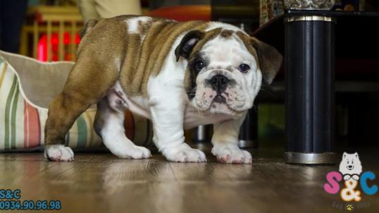 Các giống chó Bull lớn nhất thế giới hiện nay