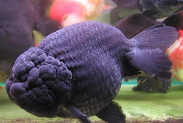 Các thông tin cơ bản về cá Ranchu đen