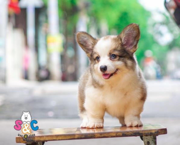 Cách chăm sóc chó Corgi cái trước và sau khi sinh