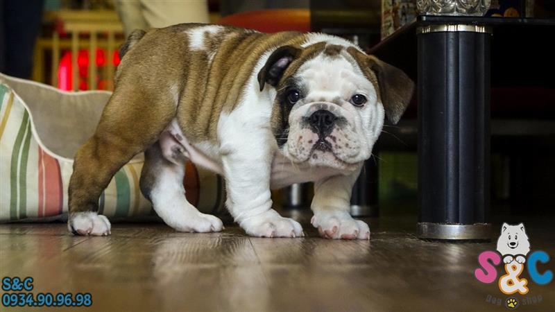 Cách chăm sóc chó English BullDog hiệu quả nhất
