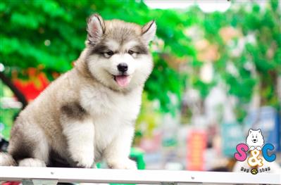 Cách Lựa Chọn Và Phân Biệt Chó Alaska Thuần Chủng