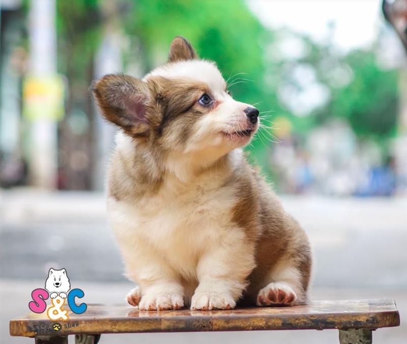 Cách chọn thức ăn chó Corgi giúp thúc đẩy sự phát triển