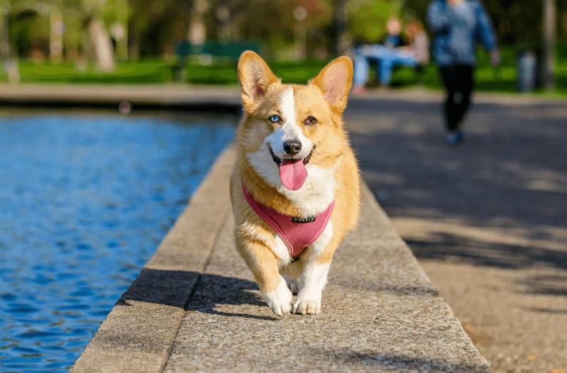 Cách huấn luyện chó Corgi đi vệ sinh đúng chỗ