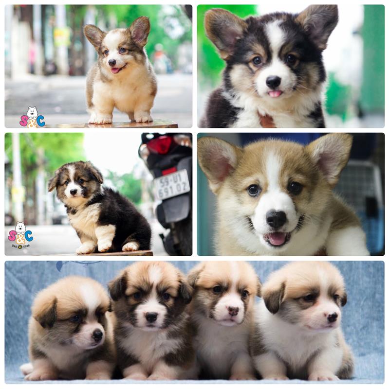 Cách huấn luyện chó corgi nghe lời chủ