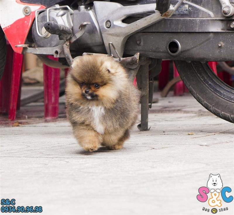 Cách khắc trạng tình trạng rụng lông ở chó Phốc sóc