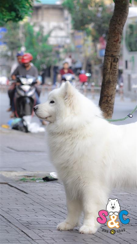 Cách nuôi chó Samoyed lai