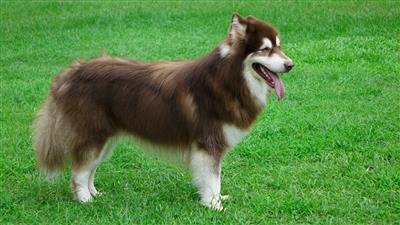 Cách Phân Biệt Chó Alaska Và Chó Husky Mà Bạn Cần Biết