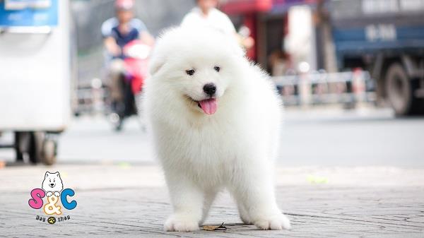 Cách phân biệt chó Samoyed thuần chủng