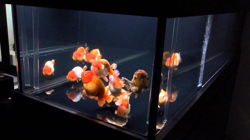 Cẩm nang về nước nuôi cá vàng Ranchu