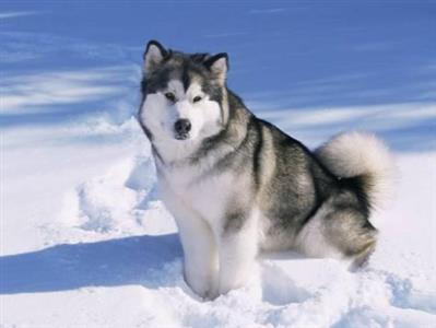 Cần Phải Chuẩn Bị Gì Trước Khi Nuôi Một Chú Chó Alaska?