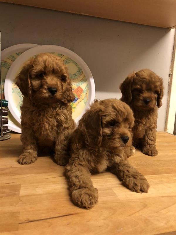 Cẩn thận với lời rao bán chó Poodle thuần chủng giá 5-7 triệu