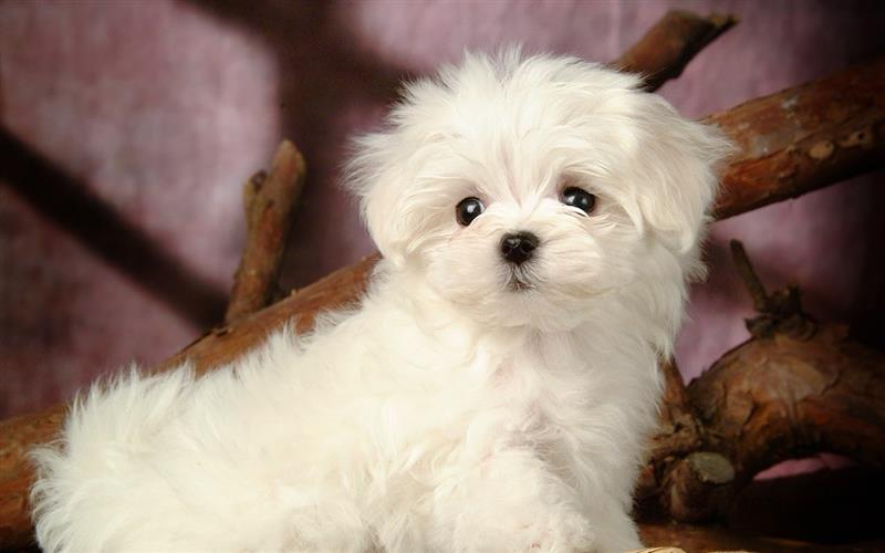 Cảnh giác với chiêu trò đăng status rao bán chó Poodle chỉ 300.00đ