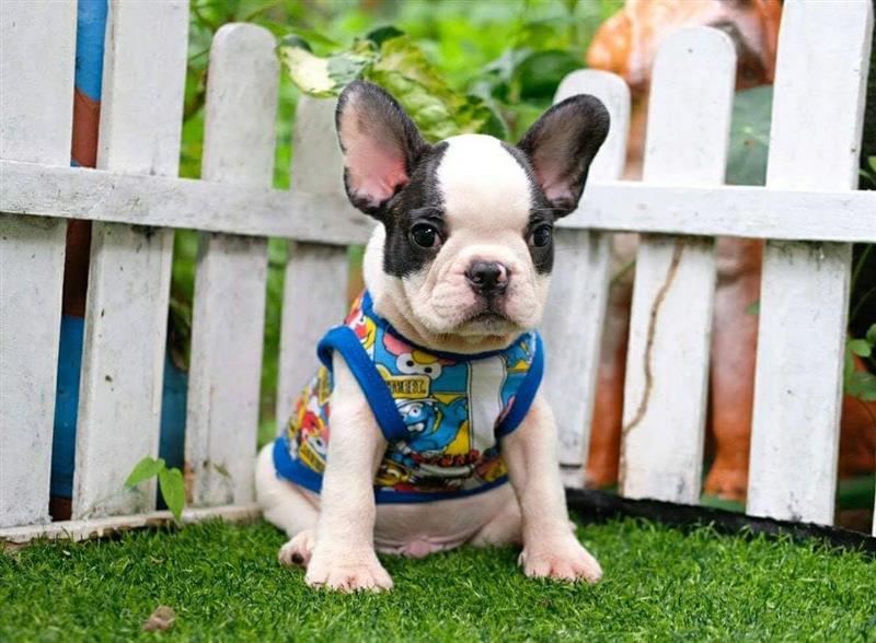 Chăm sóc chó Bulldog Pháp ở Việt Nam có khó không?