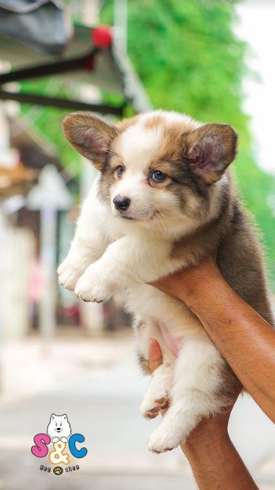 Chế độ ăn cho chó Corgi của bạn đã thật sự khoa học chưa?