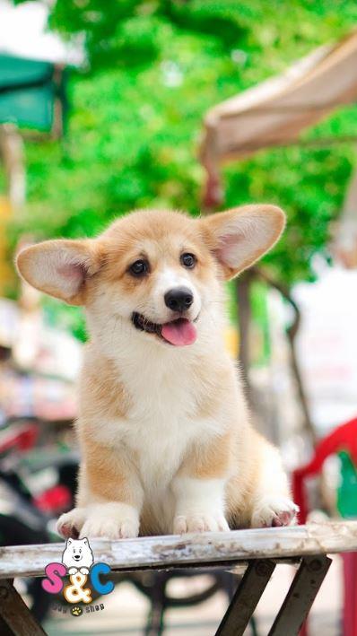 Chi phí cho một chú chó Corgi được bán tại Việt Nam 