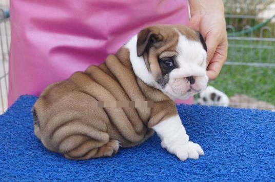 Chia sẻ cách nuôi và chăm sóc chó Bull lùn