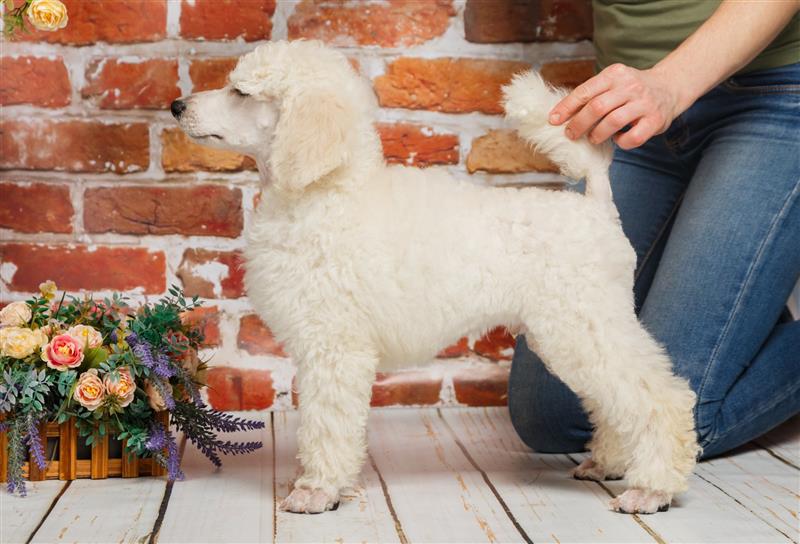 Chia sẻ mẹo hay để huấn luyện Poodle đi vệ sinh đúng qui định
