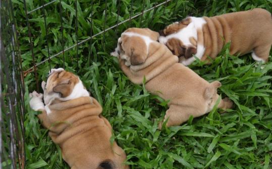 Chó Bulldog ăn gì? Lựa chọn thức ăn nào cho chúng