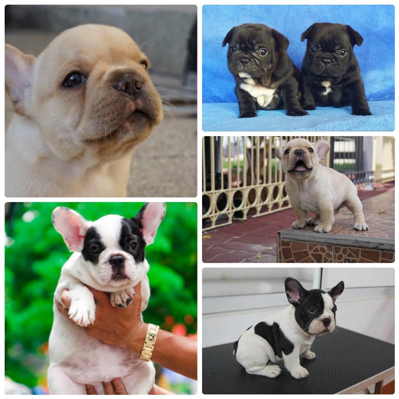 Chó Bulldog Pháp có hung dữ không?